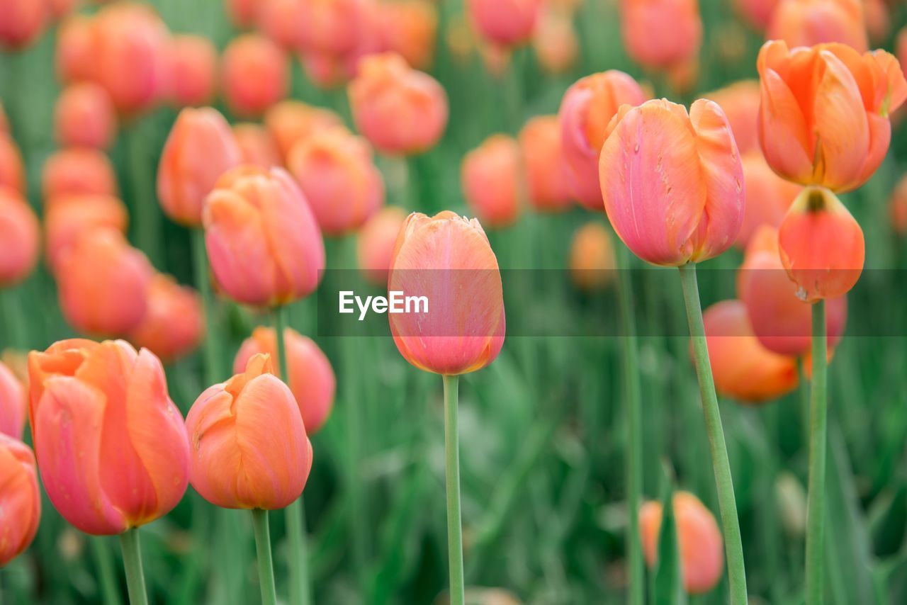 Close-up of tulips in bloom