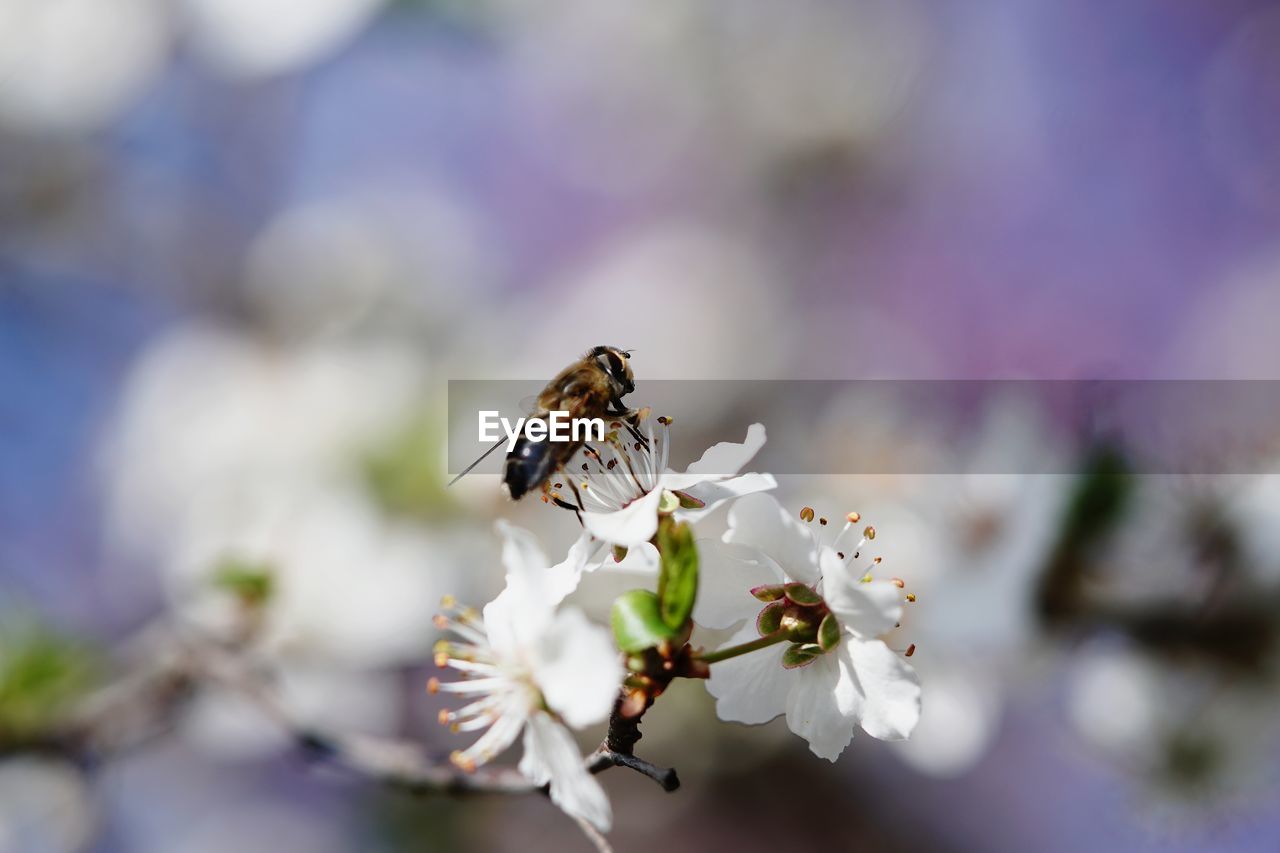 CLOSE-UP OF HONEY BEE POLLINATING ON PURPLE FLOWER