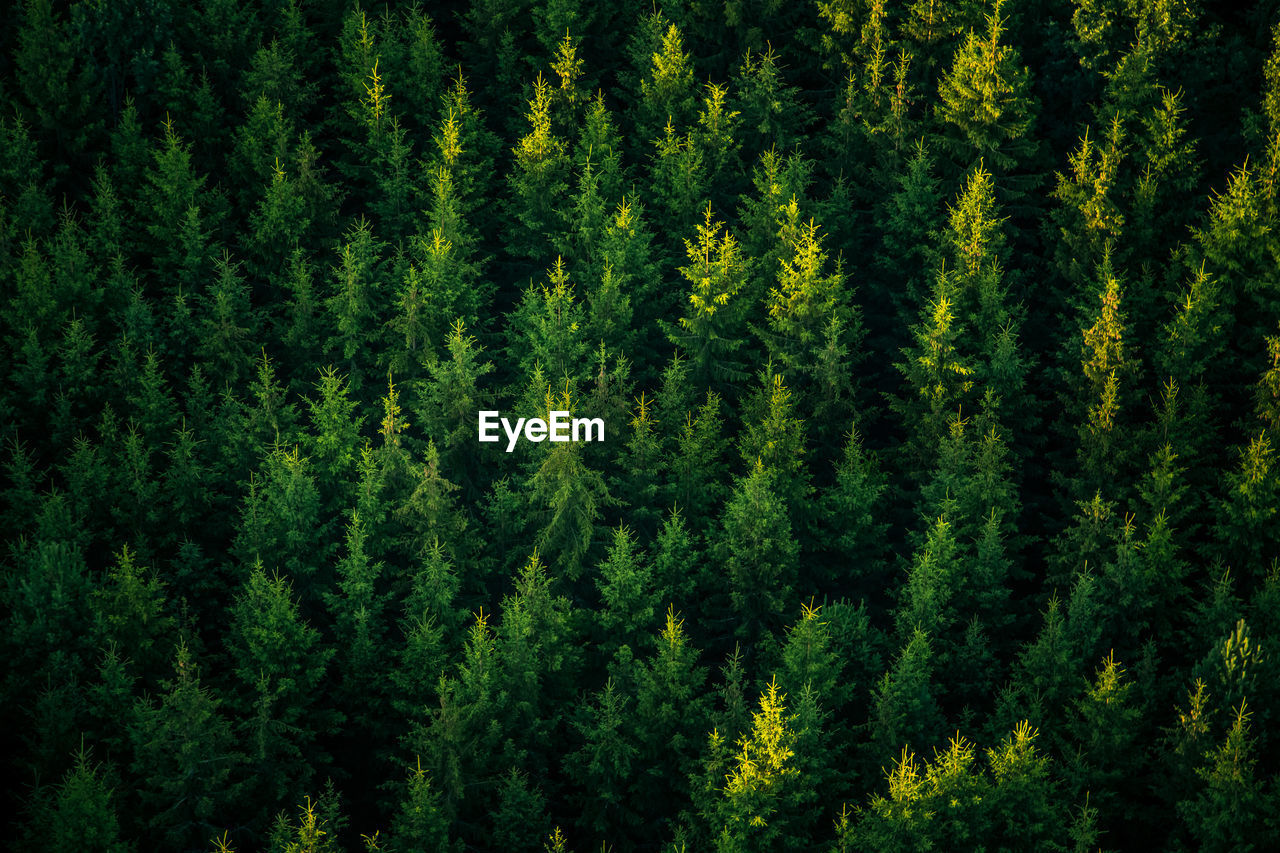 A beautiful view from the above to the forest in summer morning. aero photography of the wild woods.