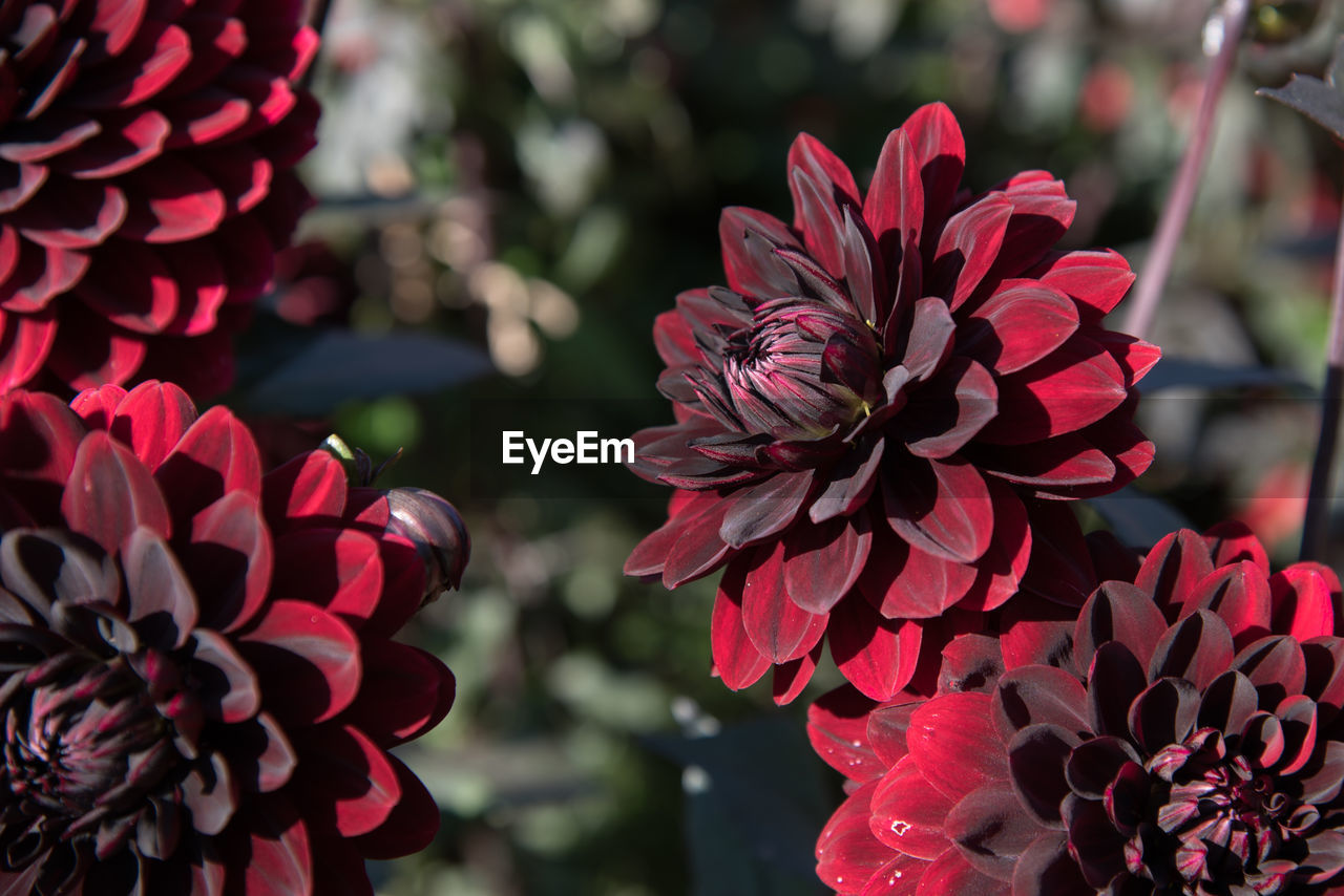 Close-up of red flowers blooming outdoors