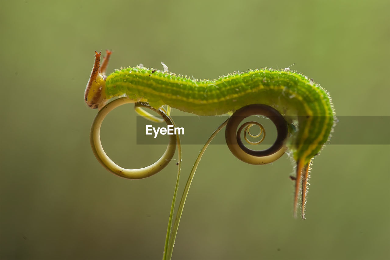 Close up of caterpillars