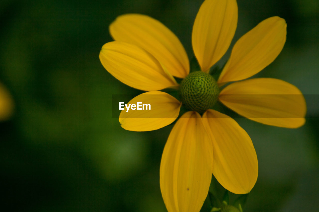 CLOSE-UP OF YELLOW ROSE FLOWER