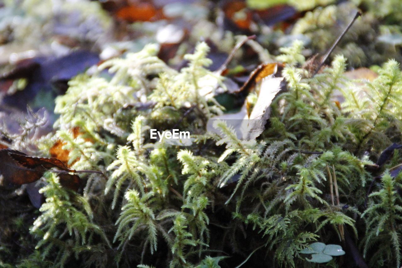 FULL FRAME SHOT OF WET PLANTS