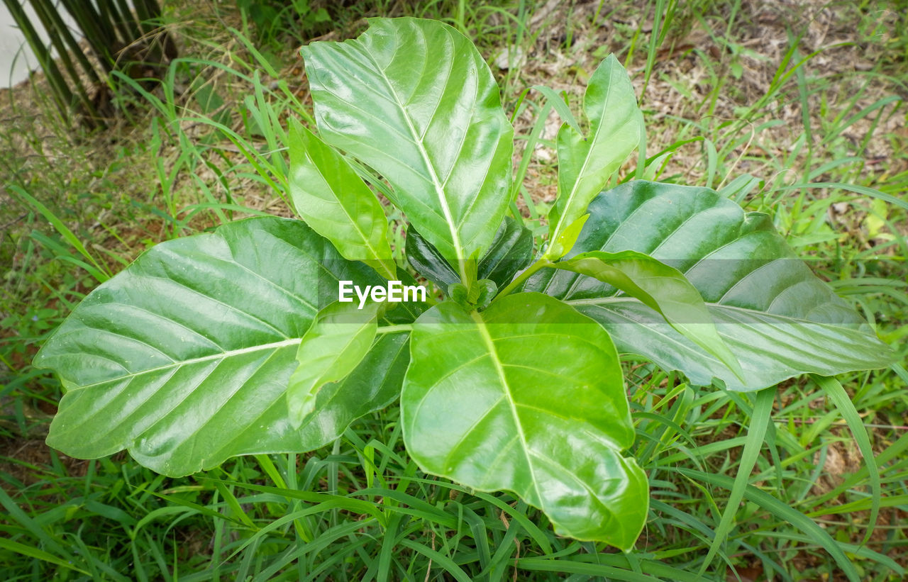 HIGH ANGLE VIEW OF FRESH GREEN LEAF IN FIELD