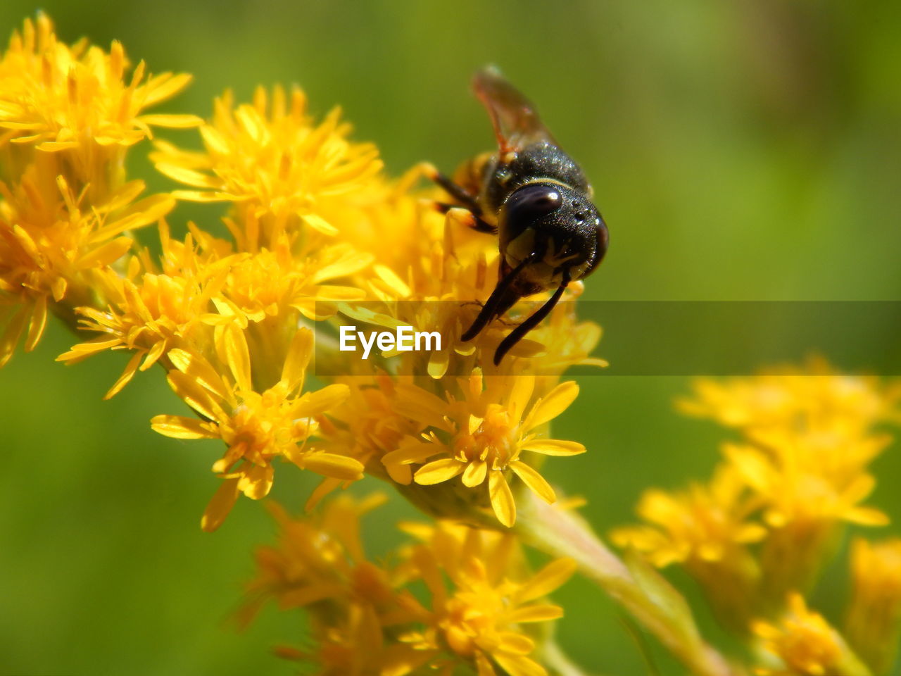 Close-up of bee on yellow flower