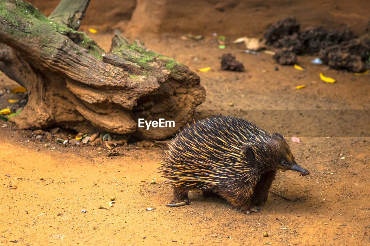 Close-up of hedgehog on field