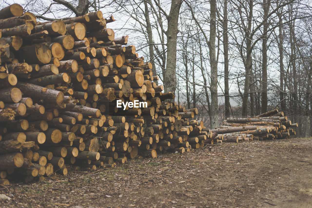 STACK OF FIREWOOD IN FOREST