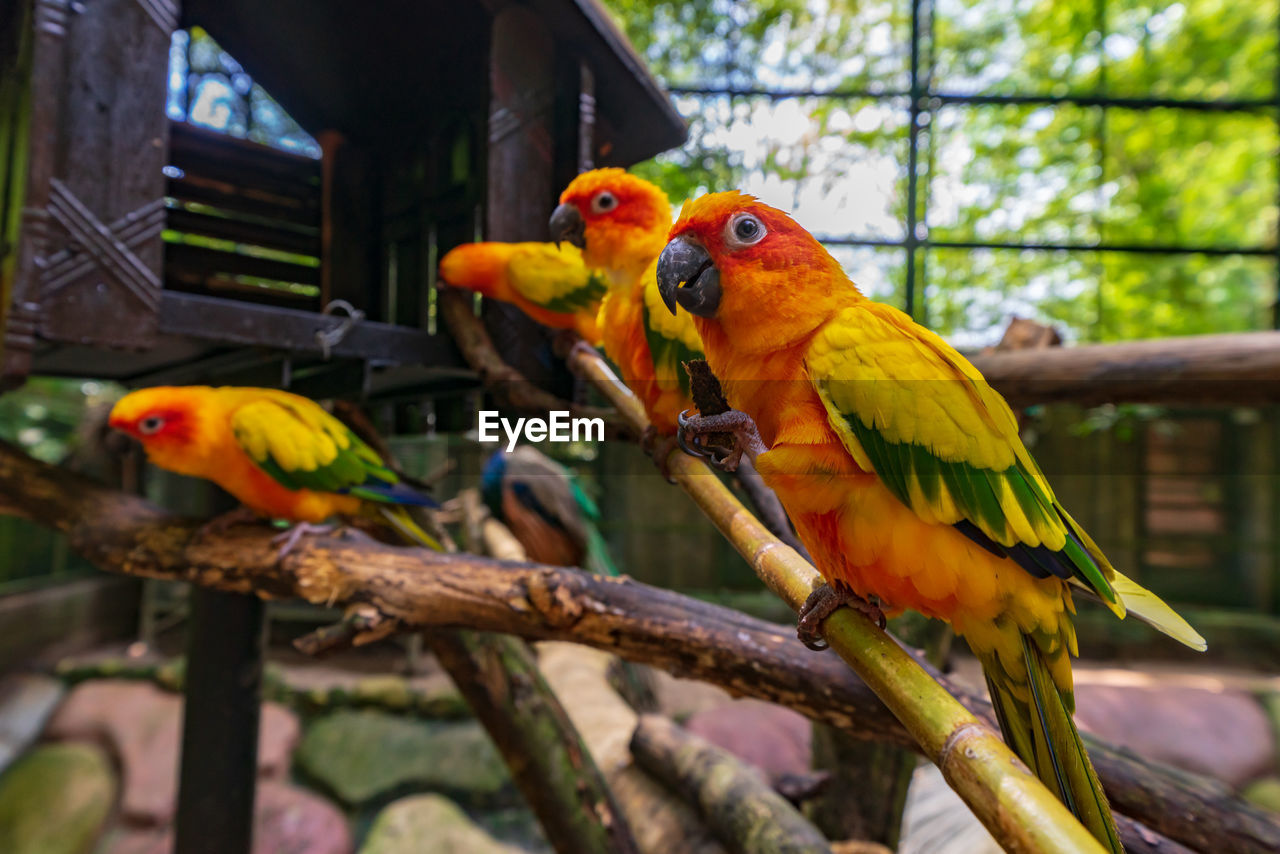 Close-up of parrot perching on branch