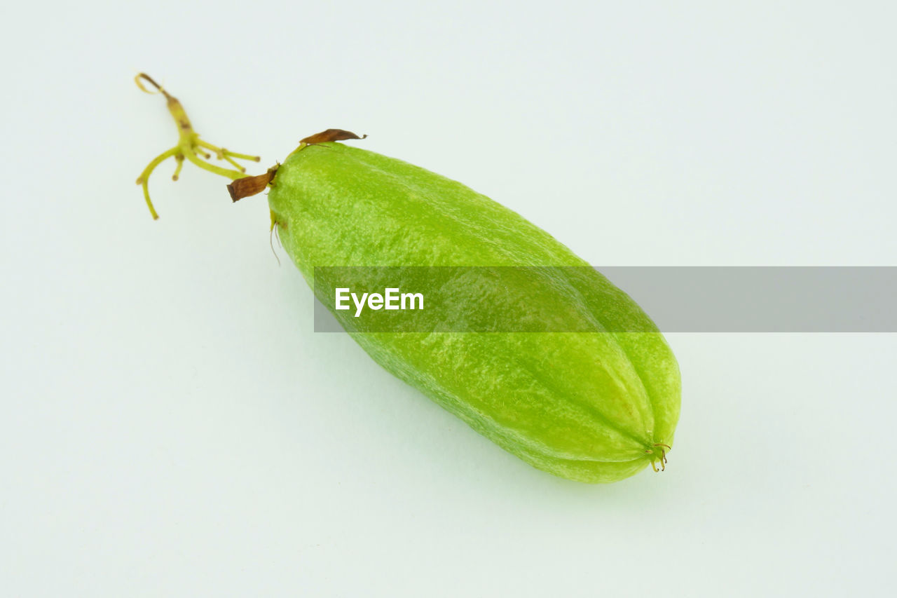 CLOSE-UP OF LEAF