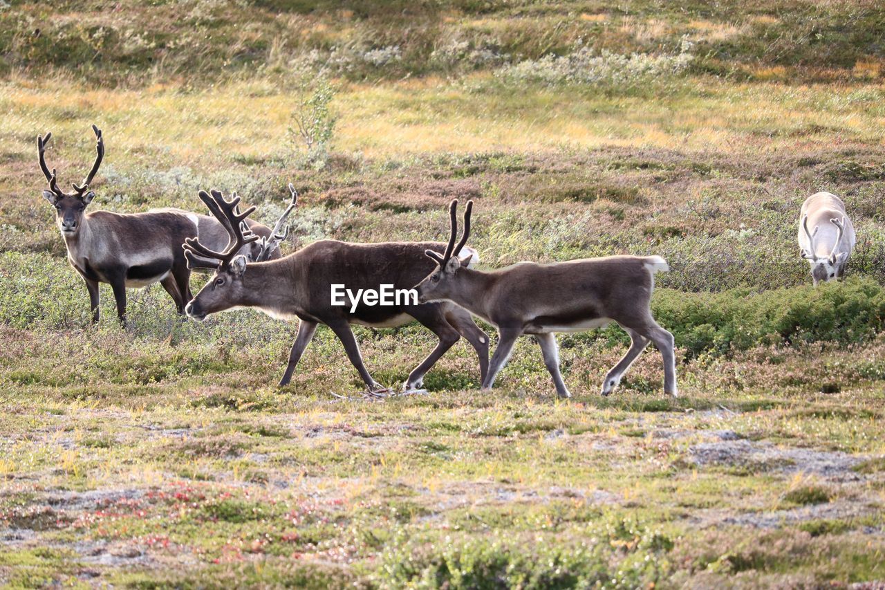 HERD OF DEER ON FIELD