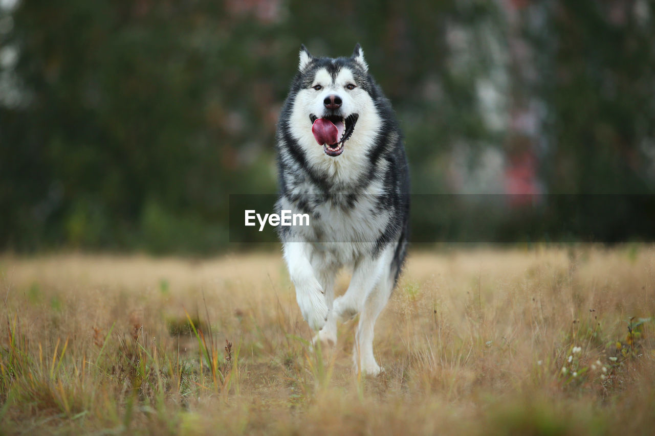 DOG LOOKING AWAY ON FIELD