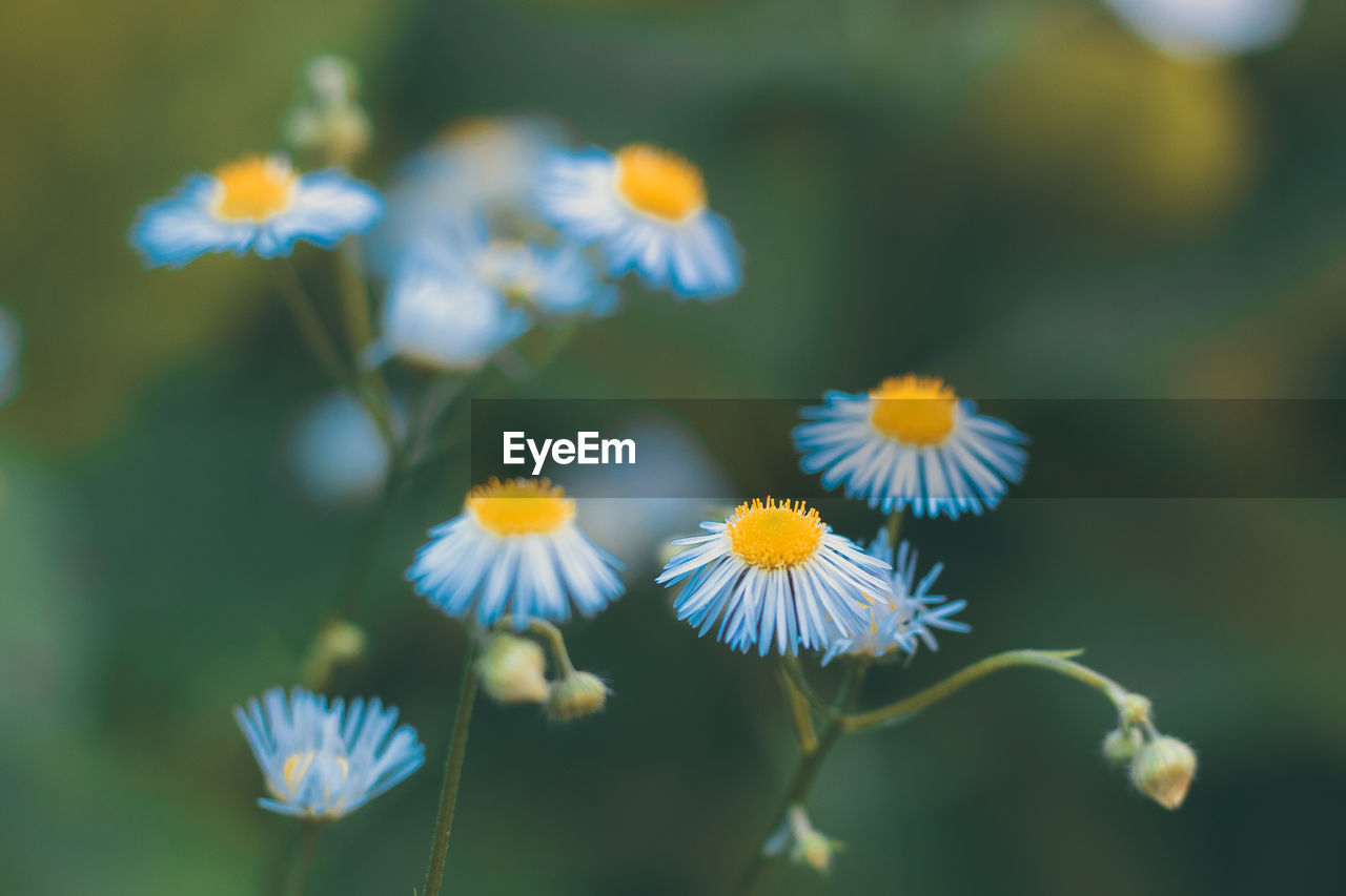 Close-up of blue flowers blooming on field