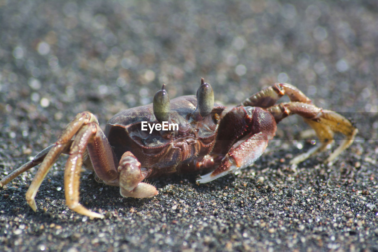 CLOSE-UP OF CRAB ON SHORE