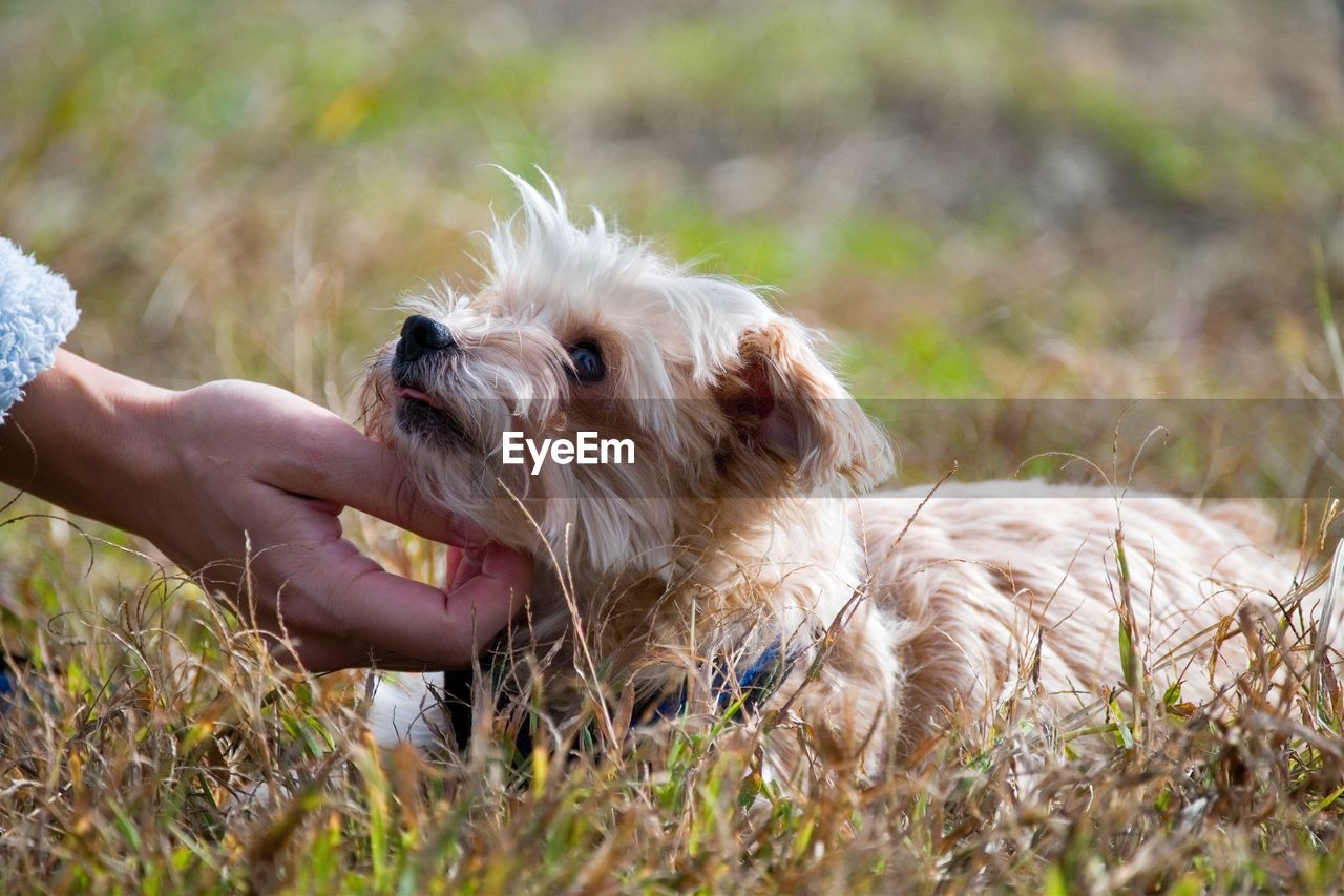 CLOSE-UP OF A DOG WITH HAND