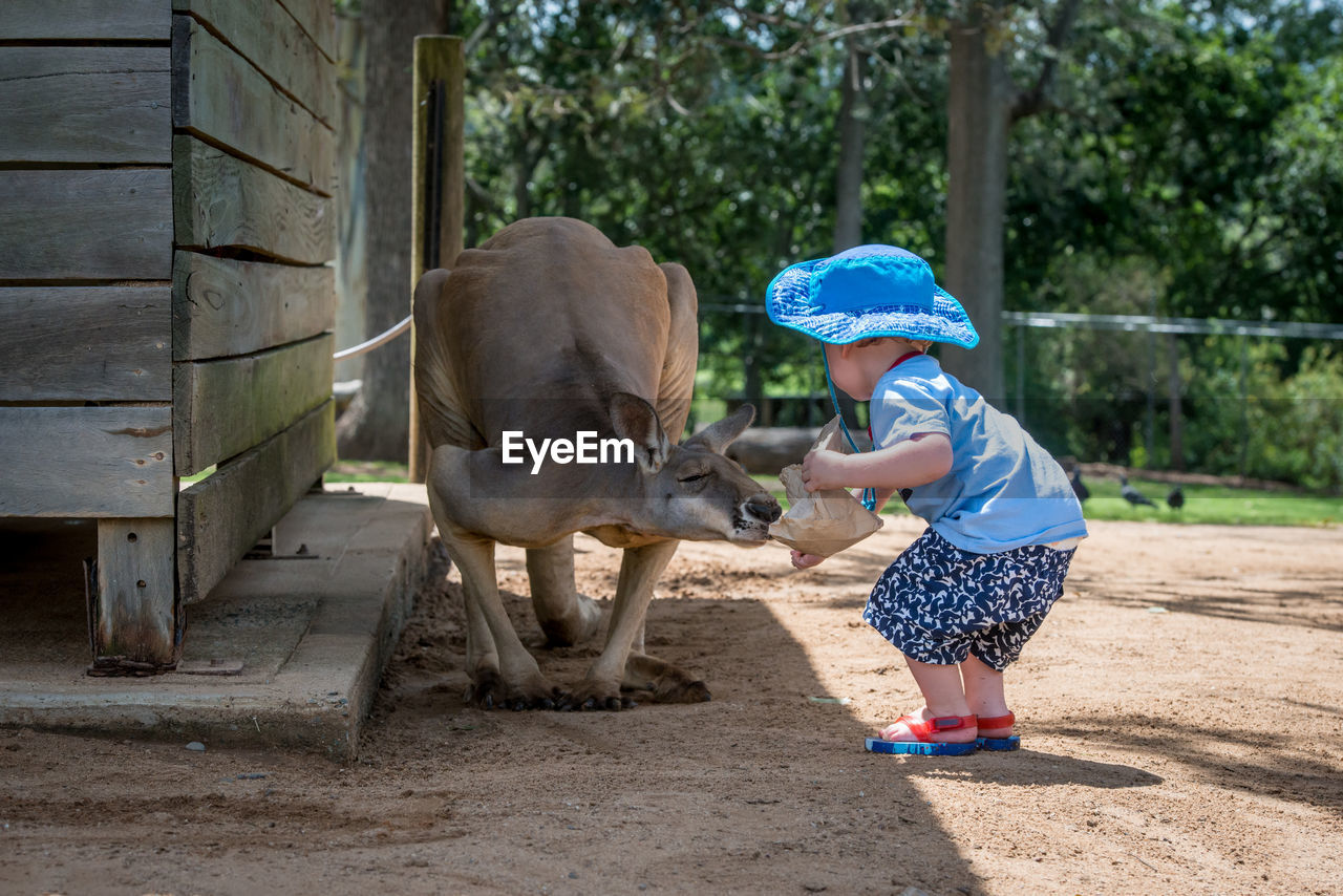 Full length of boy feeding kangaroo