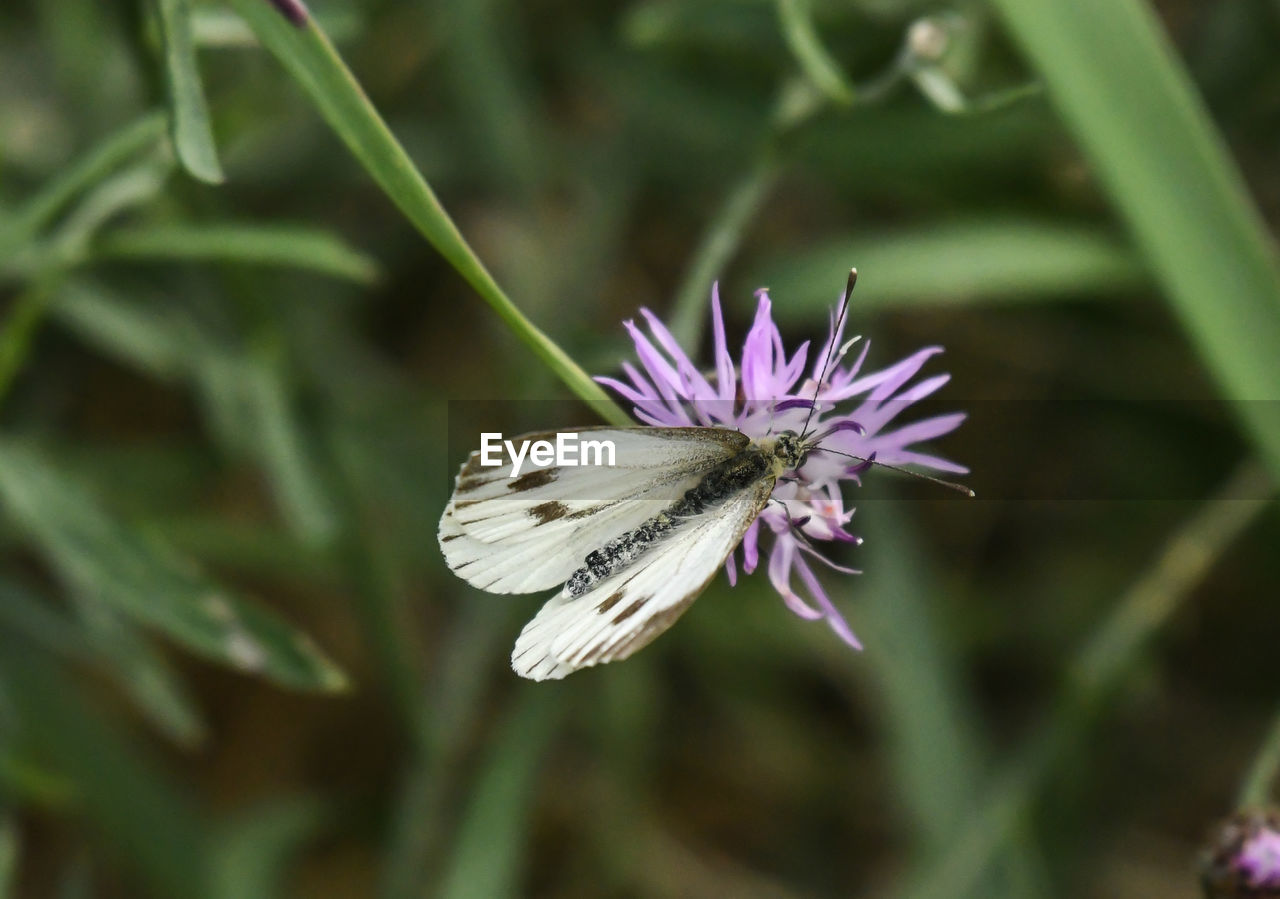 CLOSE-UP OF BUTTERFLY POLLINATING FLOWER