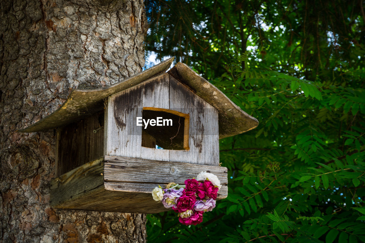 Low angle view of flowering tree against building