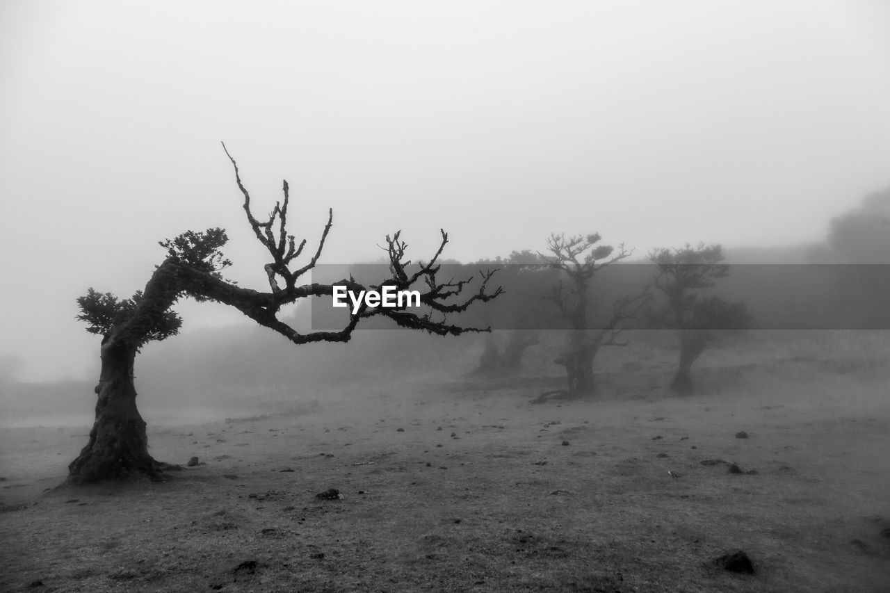 TREES ON LANDSCAPE AGAINST SKY DURING FOGGY WEATHER