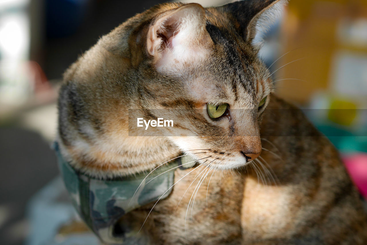 CLOSE-UP OF A RELAXED CAT LOOKING AWAY