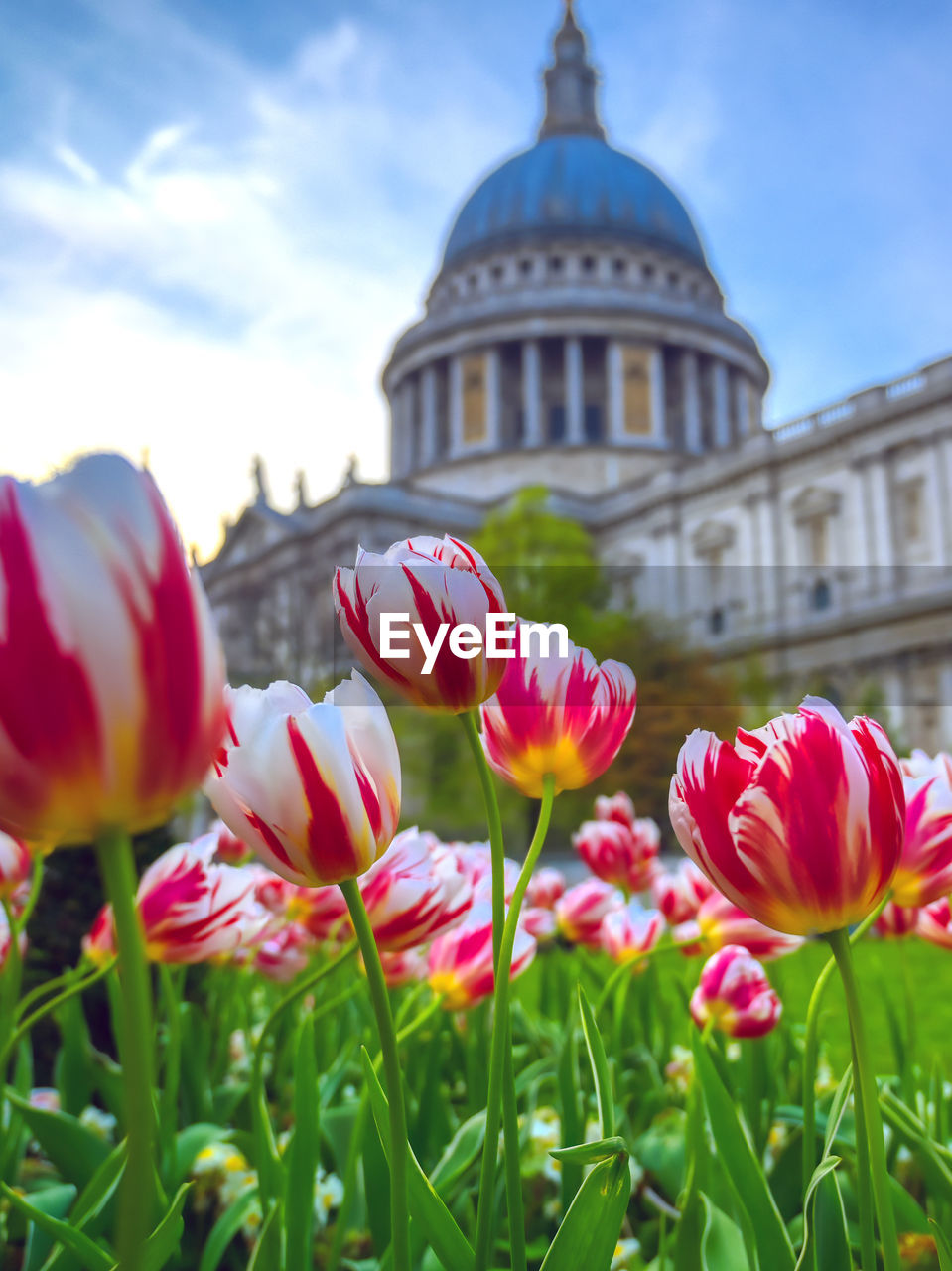 CLOSE-UP OF PINK TULIPS AGAINST SKY