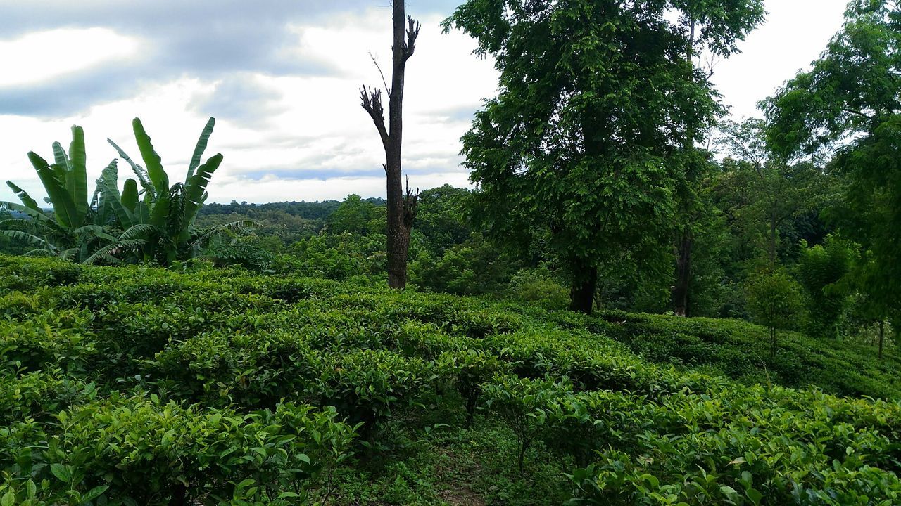 TREES AND PLANTS IN PARK