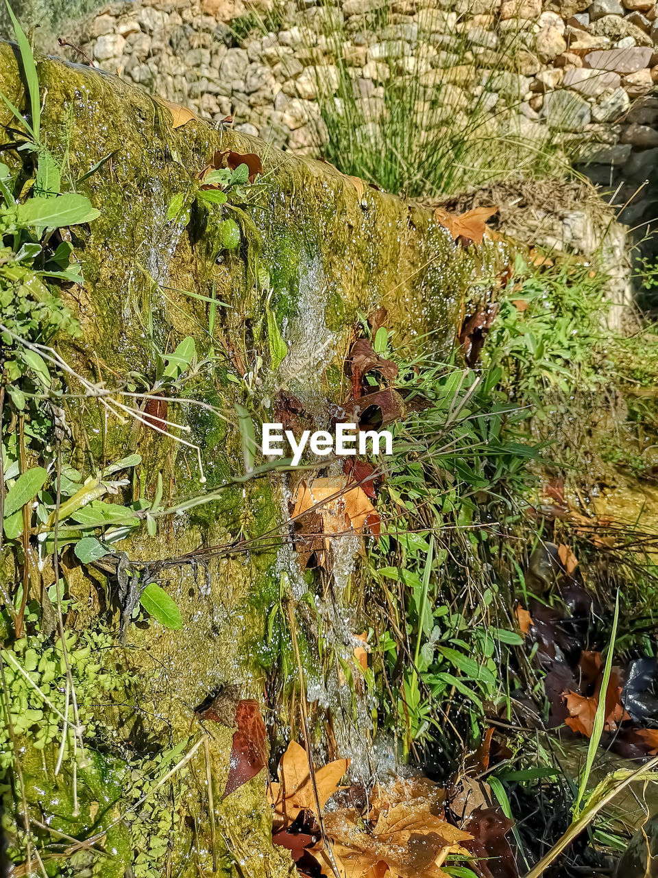 HIGH ANGLE VIEW OF PLANTS ON FIELD