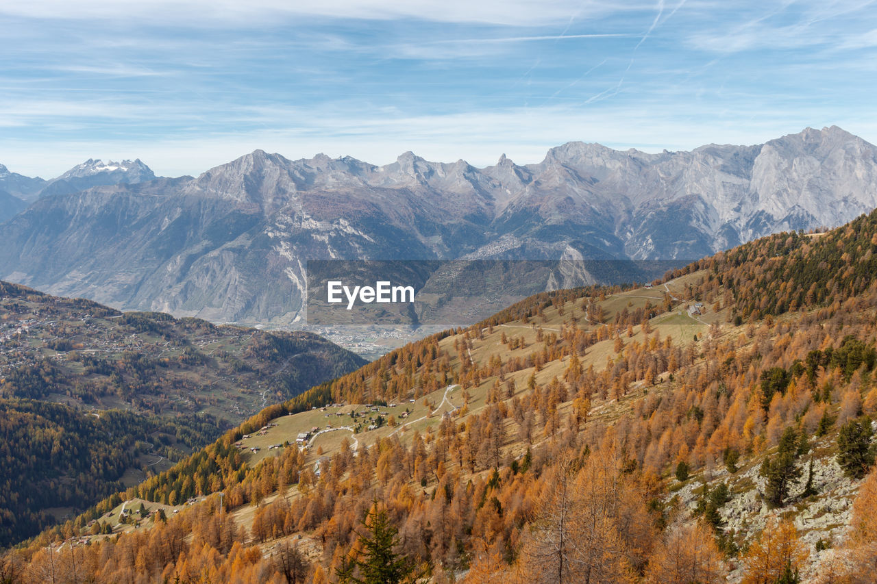 Panorama swiss valley hills and mountains in balavaux region with oldest and highest larch trees.