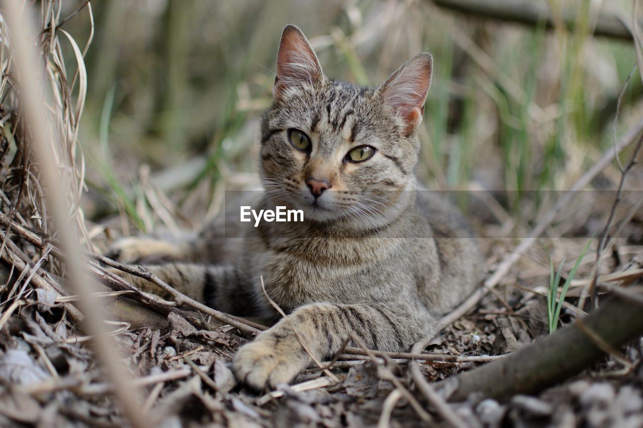 PORTRAIT OF TABBY CAT ON FIELD