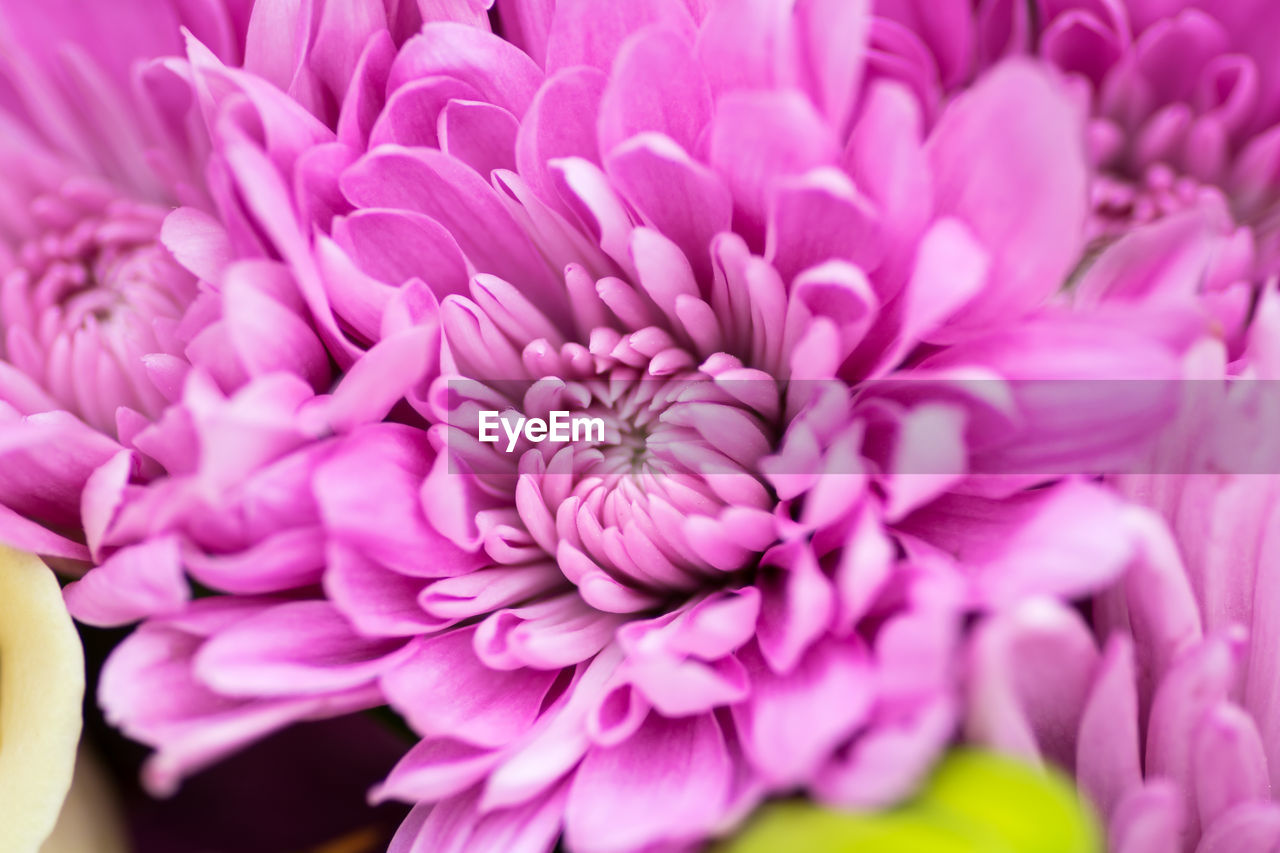 FULL FRAME SHOT OF PINK DAHLIA BLOOMING OUTDOORS