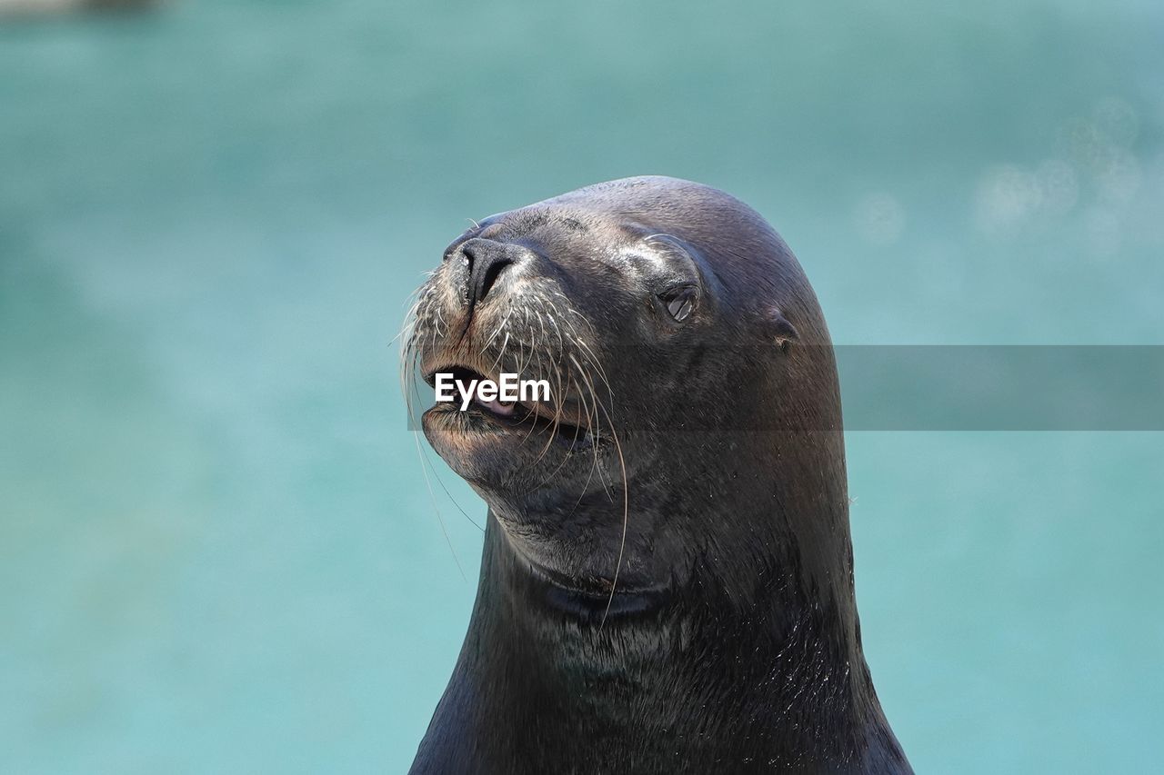 animal themes, animal, one animal, animal wildlife, sea lion, wildlife, seal, marine mammal, mammal, water, sea, underwater, harbor seal, aquatic mammal, animal body part, marine biology, no people, nature, animal head, portrait, sea life, outdoors, marine, whiskers, close-up, day