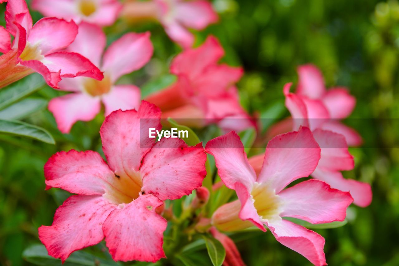 CLOSE-UP OF PINK FLOWERS BLOOMING