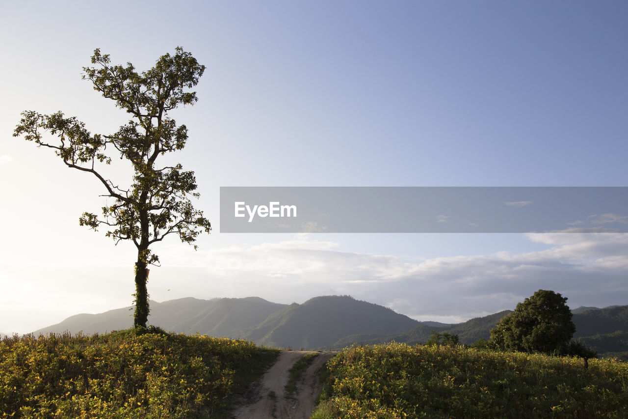 Lonely tall tree, on top of a hill covered by yellow soy beans