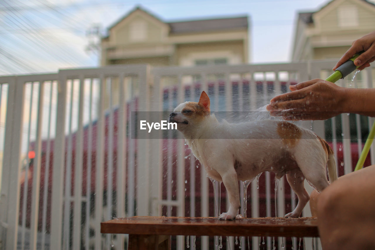 Midsection of person bathing dog while sitting on table