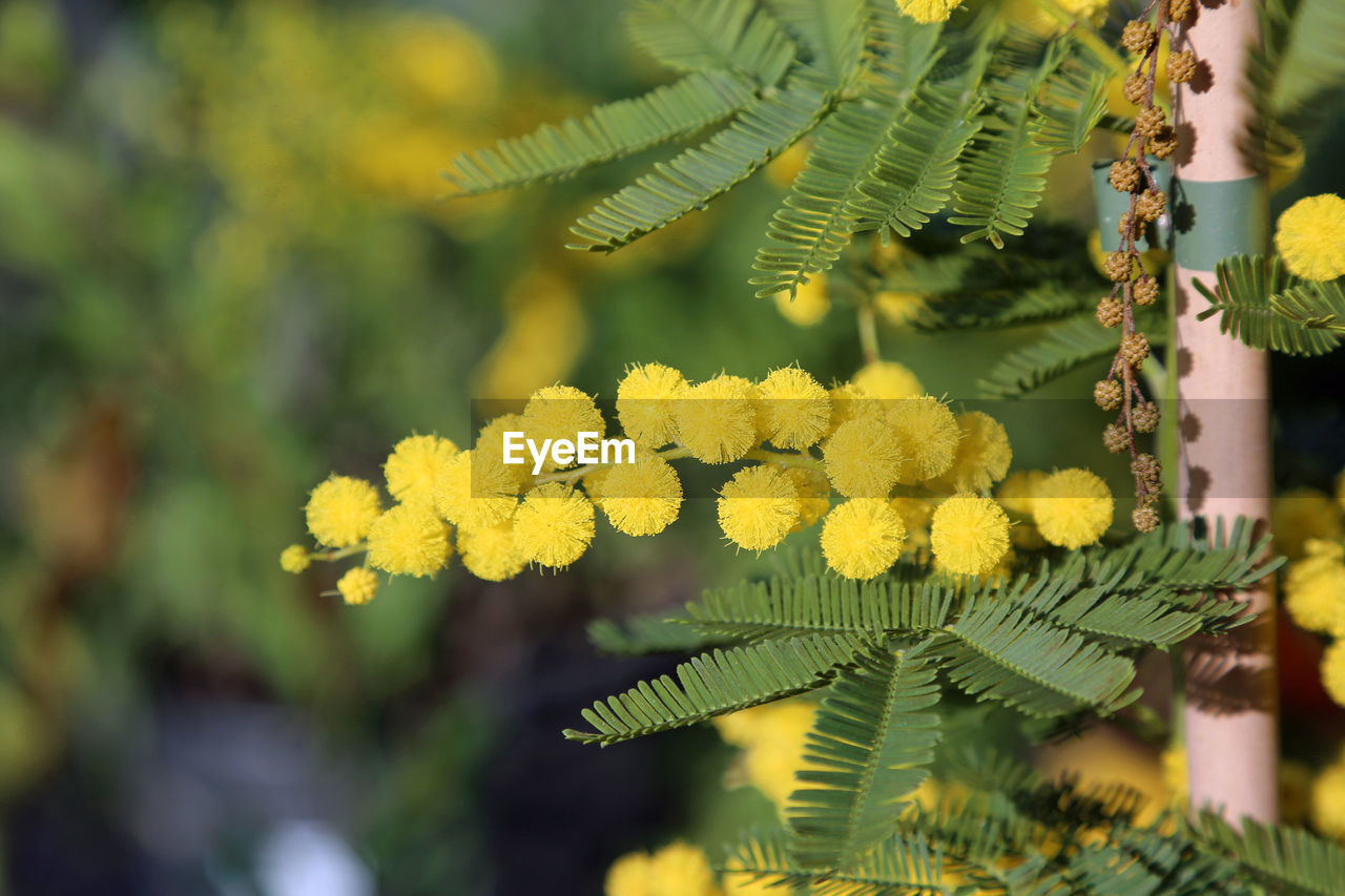 CLOSE-UP OF YELLOW FLOWER