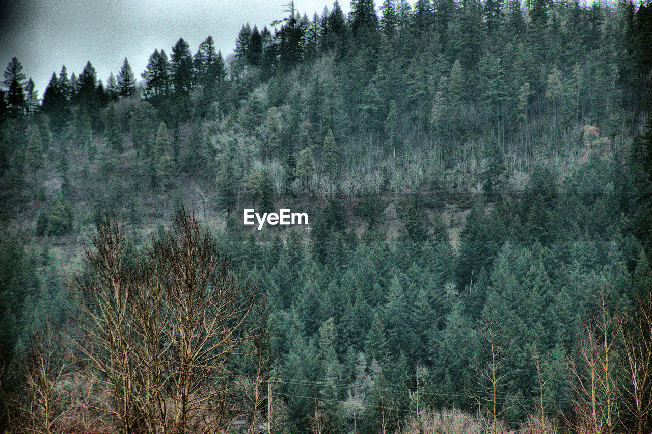 PINE TREE IN FOREST