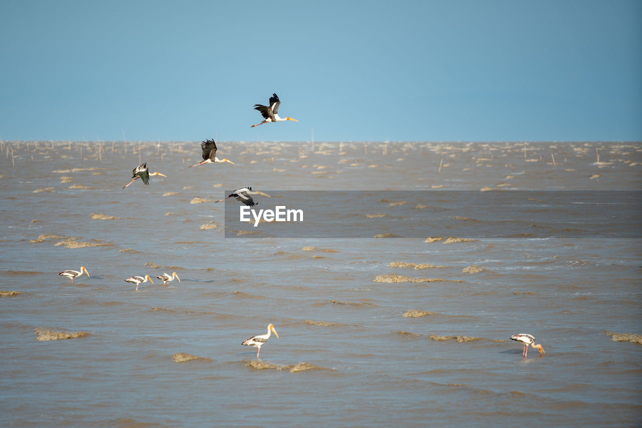 VIEW OF SEAGULLS ON SEA