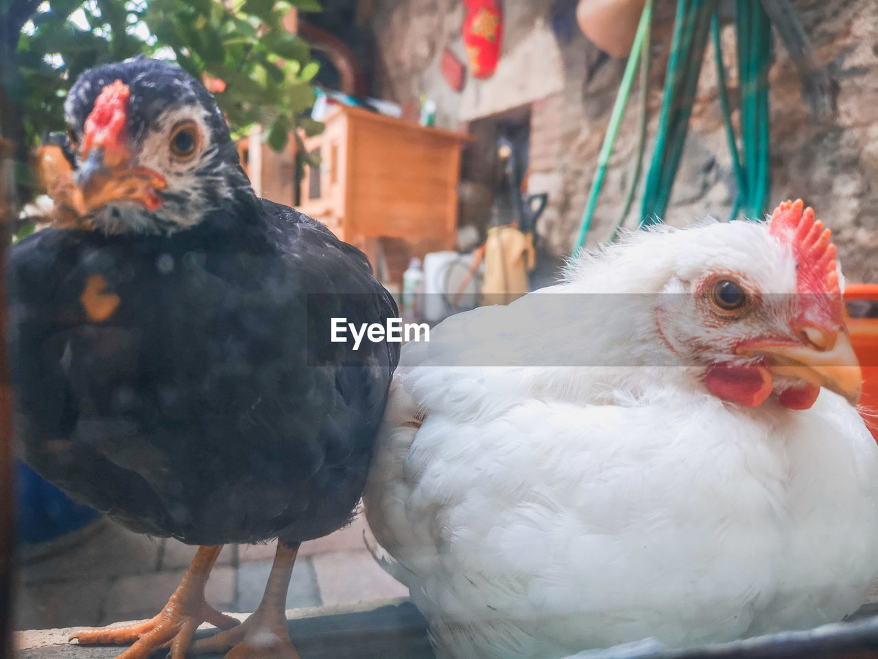 Close-up of birds