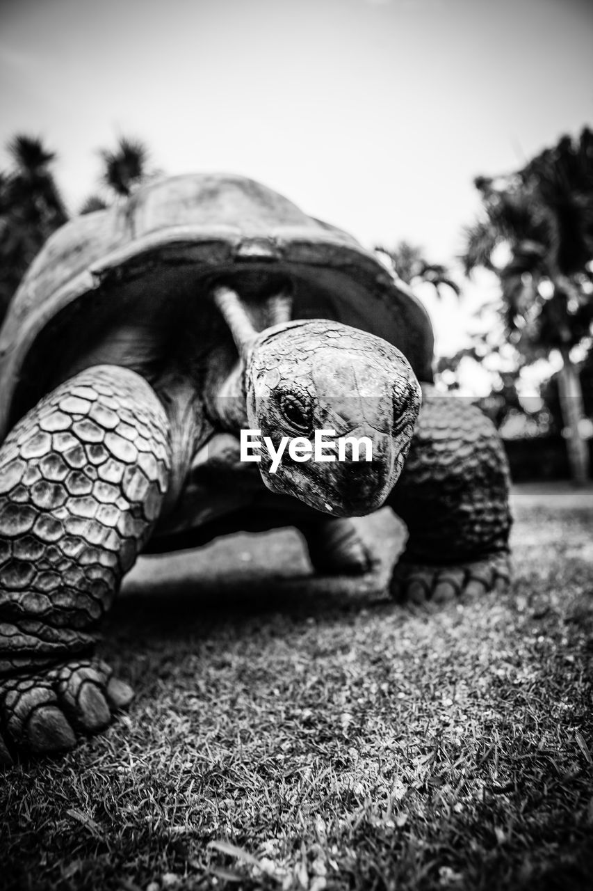 Close-up of tortoise on grass