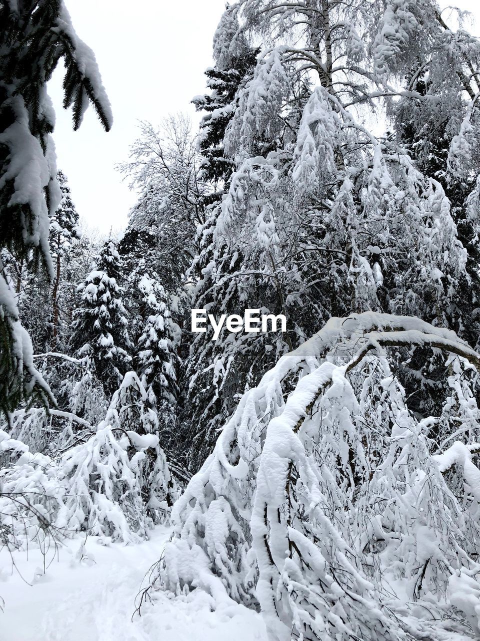 SNOW COVERED TREE AGAINST SKY