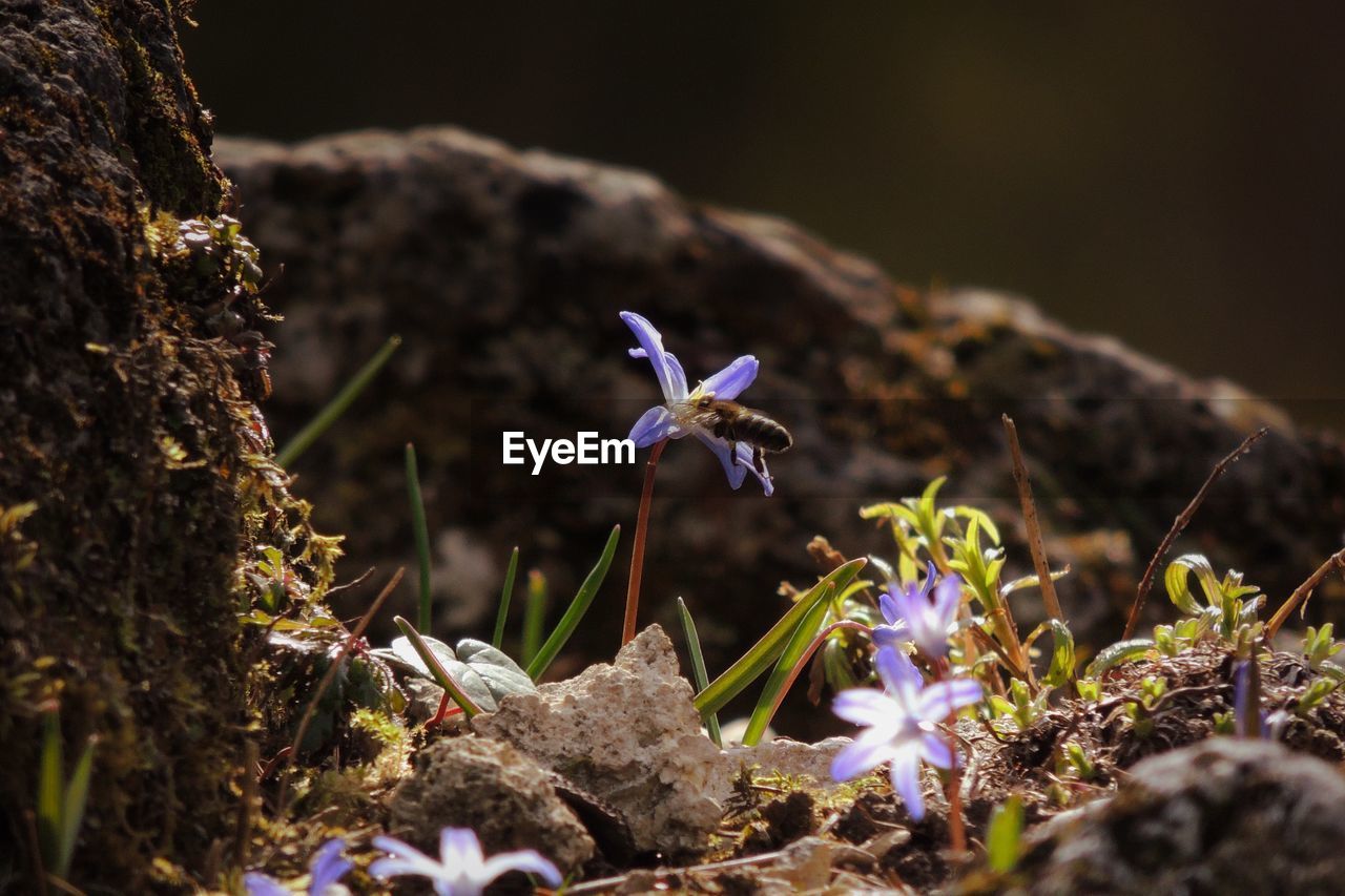 Close-up of purple flowers