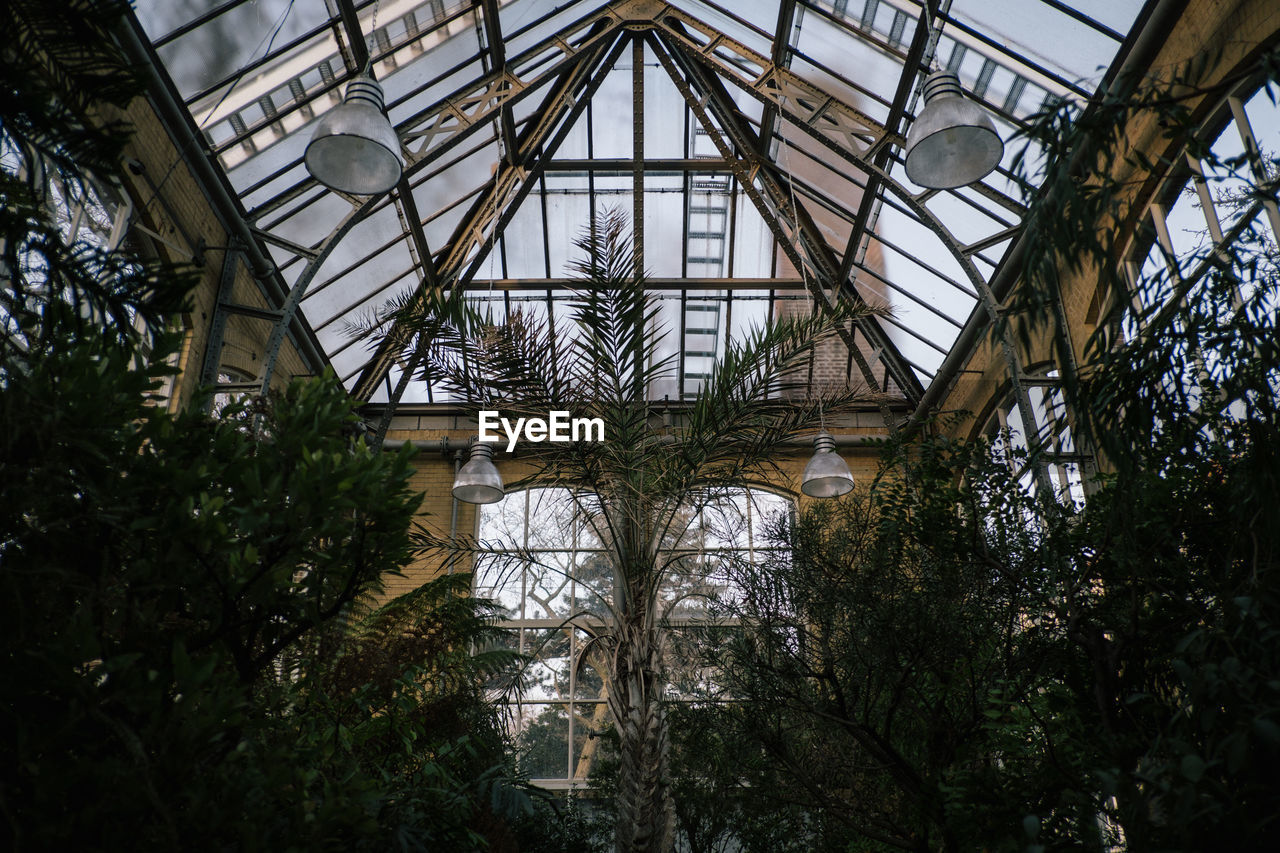 Potted plants in greenhouse