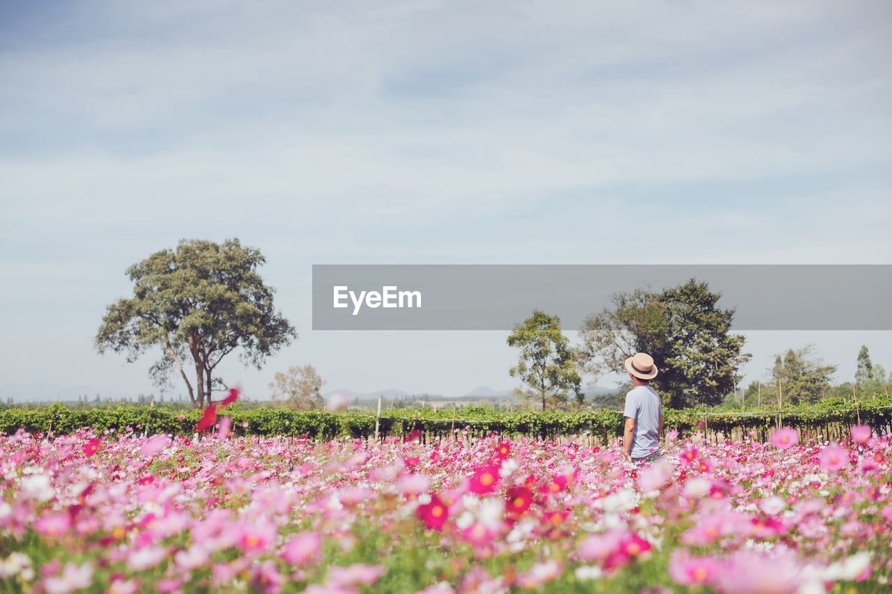 WOMAN STANDING BY PINK FLOWERING PLANTS ON FIELD