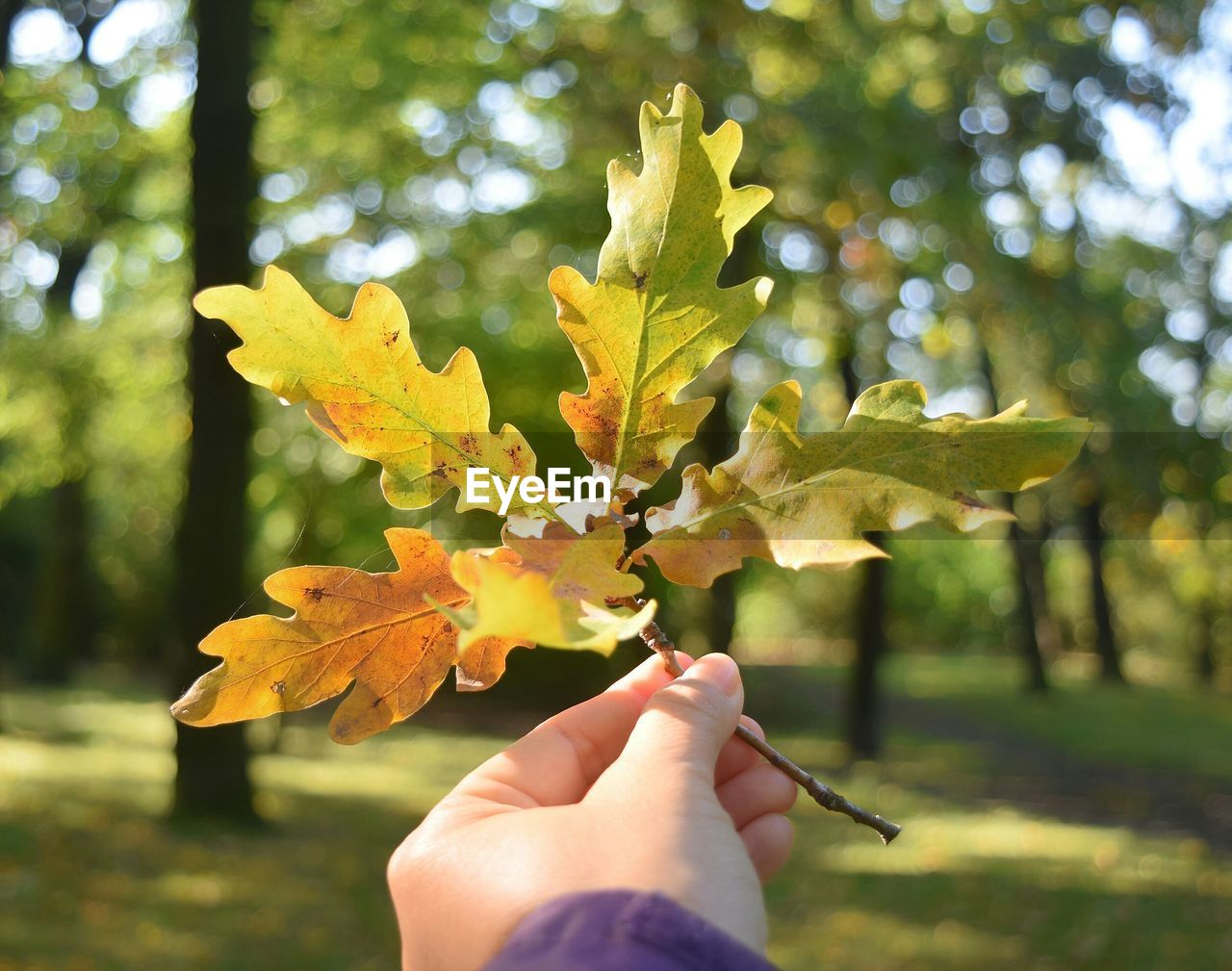 CLOSE-UP OF WOMAN HOLDING AUTUMN LEAF