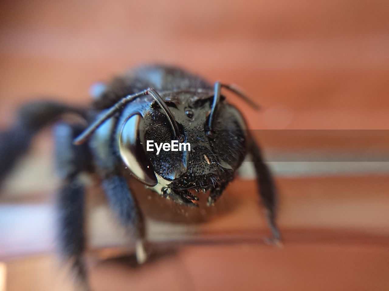 CLOSE-UP OF SPIDER IN A BLURRED