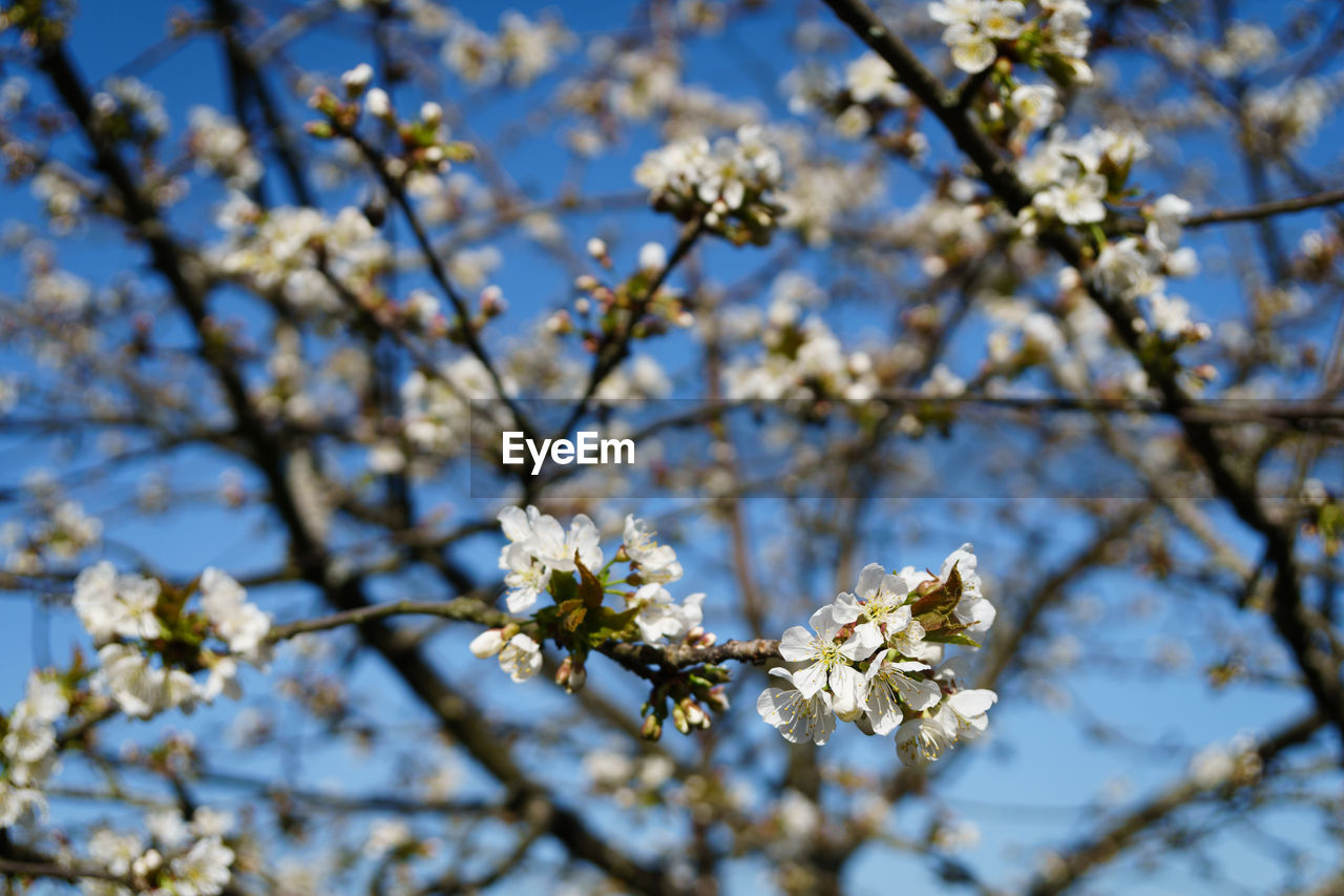 LOW ANGLE VIEW OF WHITE CHERRY BLOSSOMS IN SPRING