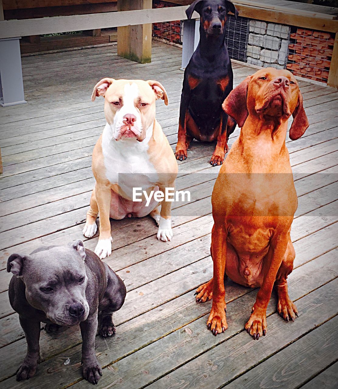 High angle view of dogs on wooden floor