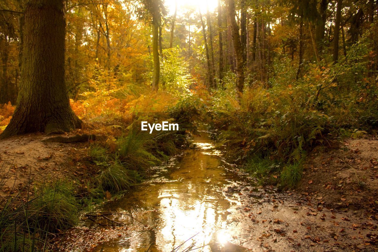 STREAM AMIDST TREES IN FOREST