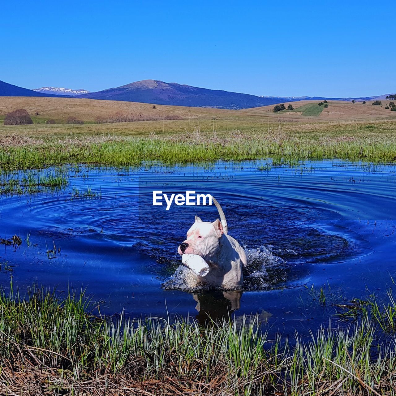 VIEW OF DOG IN LAKE