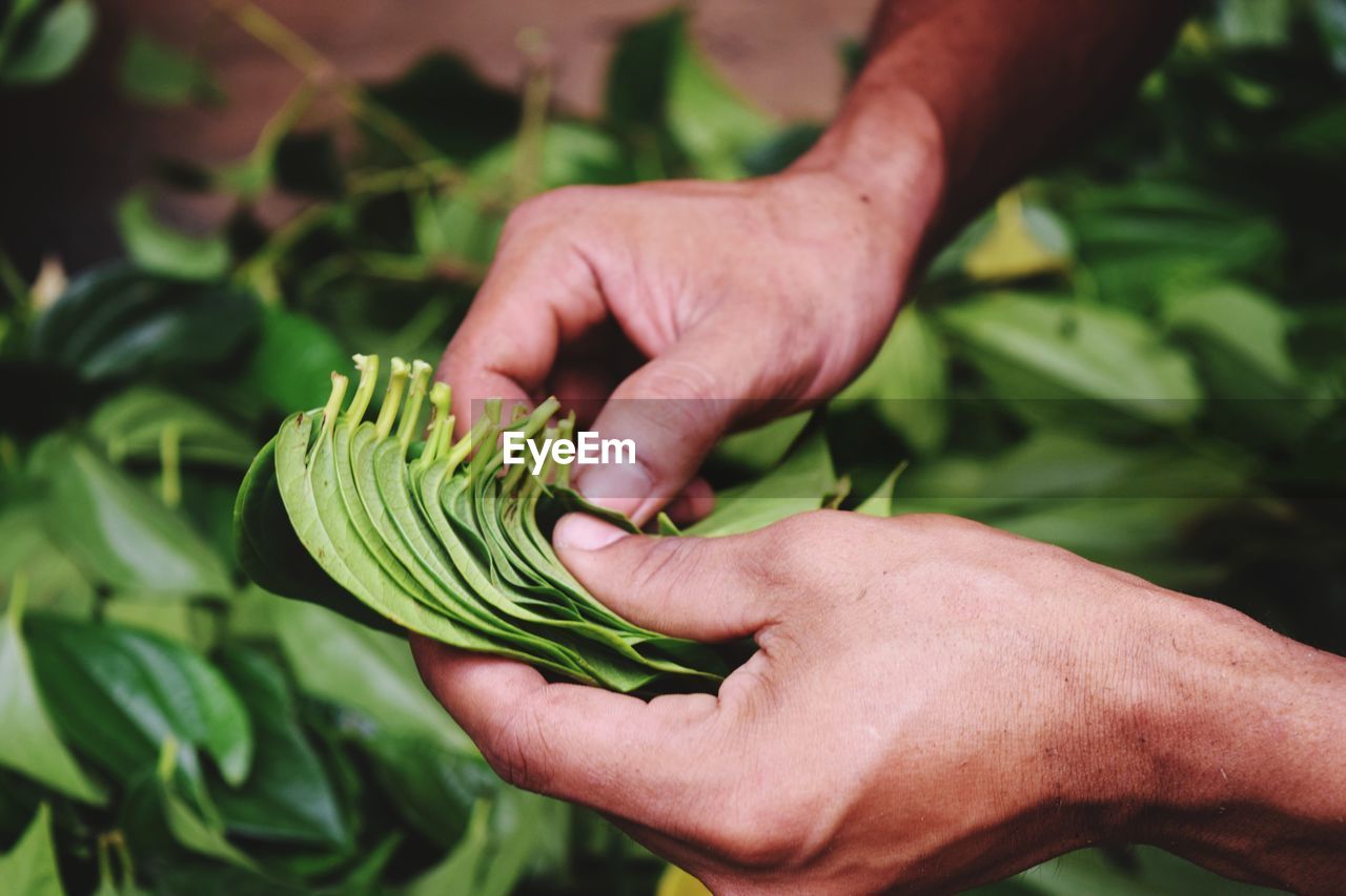 Midsection of man holding leaves