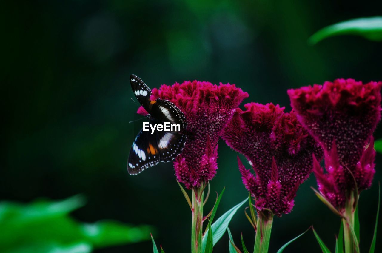 CLOSE-UP OF BUTTERFLY POLLINATING ON PINK FLOWER